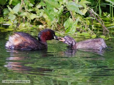 Junger Zwergtaucher wird gefüttert