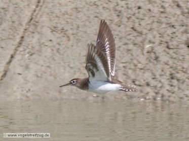 Flussuferläufer überfliegt Kanal