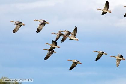 Graugänse im Flug