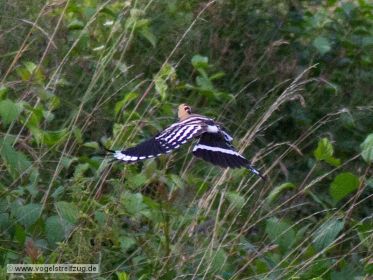 Wiedehopf fliegt auf und davon