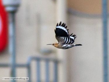 Wiedehopf fliegt im Schleusenbereich beim Ismaninger Speichersee