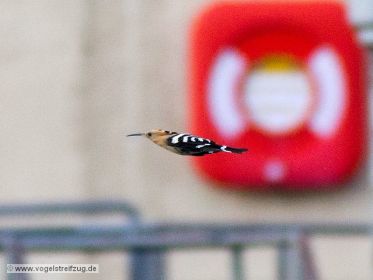 Wiedehopf fliegt im Schleusenbereich beim Ismaninger Speichersee