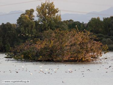 Kormoraninsel im Abendlicht