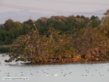 Kormoraninsel im Abendlicht