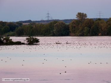 Wasservögel im Westbecken