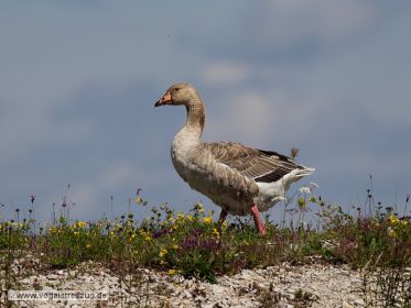 Pommerngans auf Damm