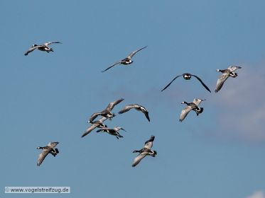 Weißwangengänse im Flug