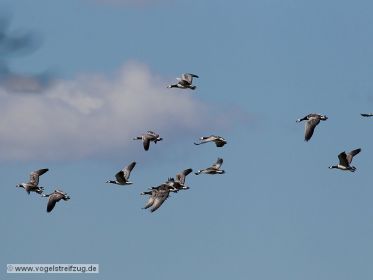 Weißwangengänse im Flug