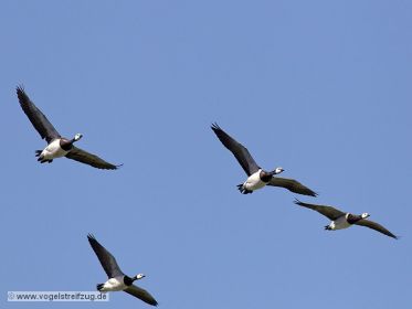 Weißwangengänse im Flug