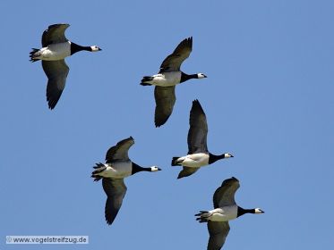 Weißwangengänse im Flug