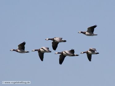 Weißwangengänse im Flug