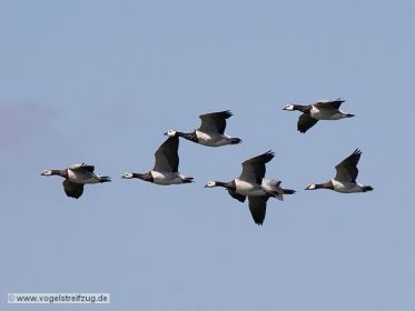 Weißwangengänse im Flug