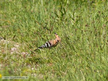 Wiedehopf auf Dammweg