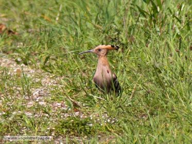 Wiedehopf auf Dammweg
