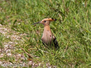 Wiedehopf auf Dammweg