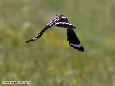 Wiedehopf fliegt weg