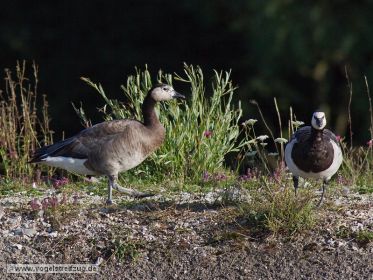 Gänsehybride und Weißwangengans. Beim Hybriden handelt es sich mutmaßlich um Dreifachhybride.