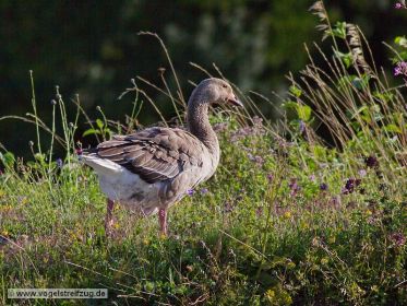 Pommerngans auf Damm