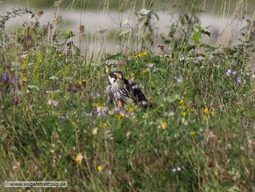 Baumfalke verspeist Beute
