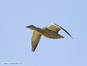 Stockente über Ismaninger Speichersee