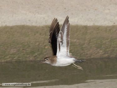 Flussuferläufer fliegt im Kanal