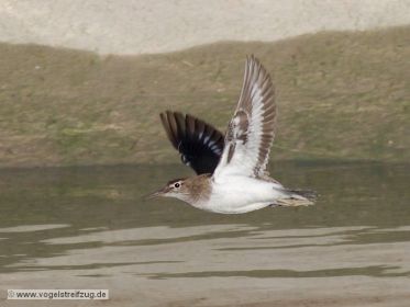 Flussuferläufer fliegt im Kanal
