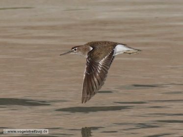 Flussuferläufer fliegt im Kanal