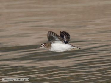 Flussuferläufer fliegt im Kanal