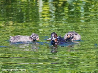 Zwergtaucher mit Fisch im Schnabel. Der Fang wird gleich dem Jungtier übergeben