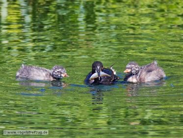Zwergtaucher mit Fisch im Schnabel. Der Fang wird gleich dem Jungtier übergeben