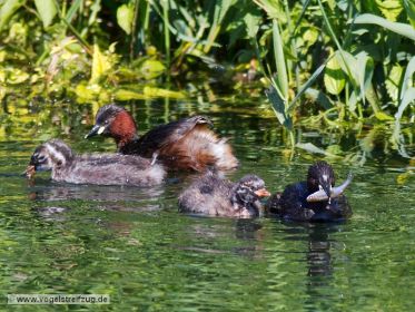 Zwergtaucher mit Fisch im Schnabel. Der Fang wird gleich dem Jungtier übergeben