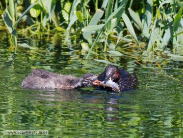 Der junge Zwergtaucher kann es kaum abwarten und schnappt nach der Fisch-Delikatesse