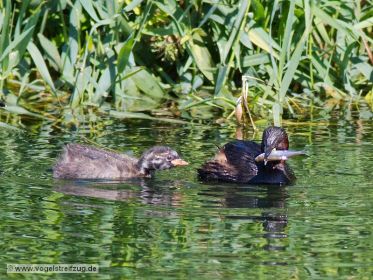 Zwergtaucher mit Fisch im Schnabel. Der Fang wird gleich dem Jungtier übergeben