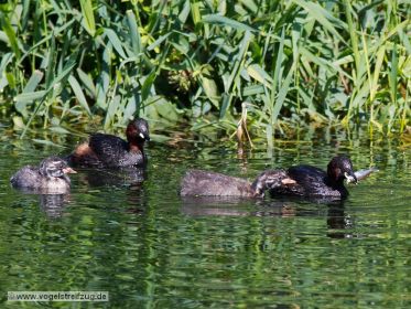 Zwergtaucher mit Fisch im Schnabel. Der Fang wird gleich dem Jungtier übergeben