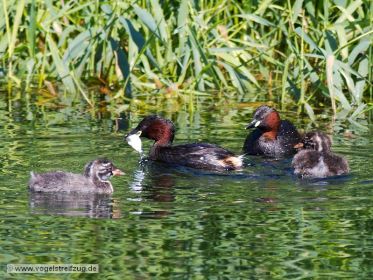 Zwergtaucher mit Fisch im Schnabel. Der Fang wird gleich dem Jungtier übergeben
