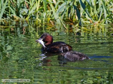 Zwergtaucher mit Fisch im Schnabel. Der Fang wird gleich dem Jungtier übergeben