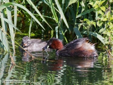 Junger Zwergtaucher wird gefüttert