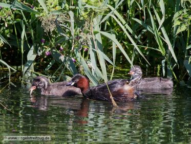 Junger Zwergtaucher wird gefüttert