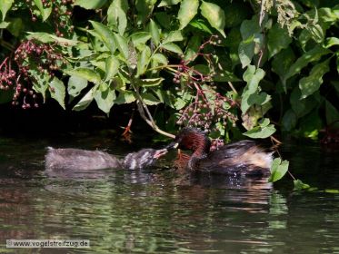 Junger Zwergtaucher wird mit Fisch gefüttert