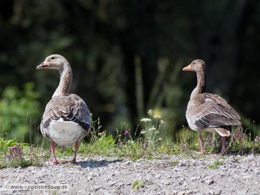 Pommerngans und Graugans