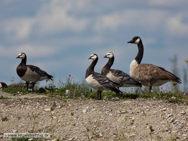 Drei Weißwangengänse und eine Kanadagans