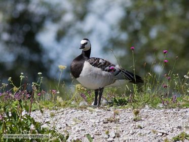 Weißwangengans rastet auf Damm