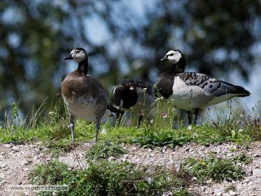Gänsehybride (mutmaßlich Dreifachhybride) und Weißwangengans
