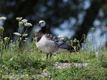 Weißwangengans rastet auf Damm
