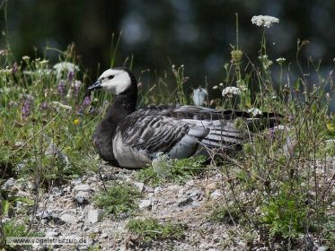 Weißwangengans rastet auf Damm