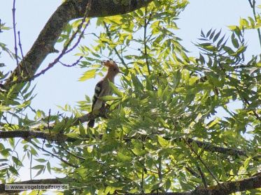 Wiedehopf auf Beobachtungsposten