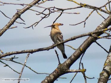 Wiedehopf auf Beobachtungsposten
