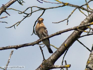 Wiedehopf auf Beobachtungsposten