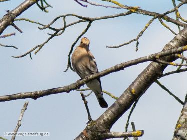 Wiedehopf auf Beobachtungsposten