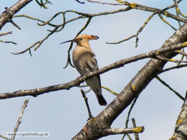 Wiedehopf auf Beobachtungsposten